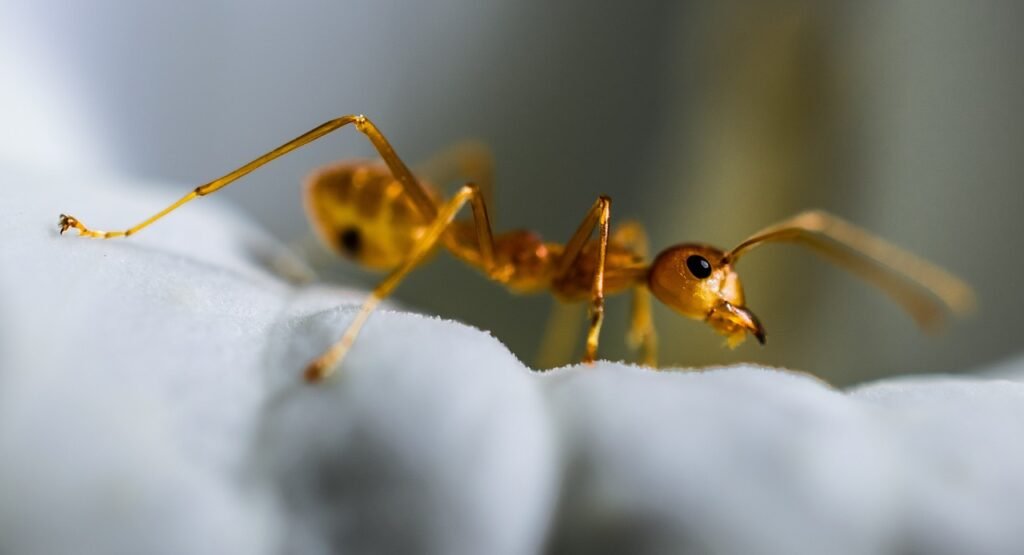red ant, ant, macro-319067.jpg