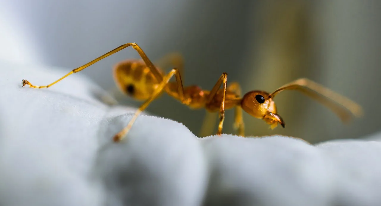red-ant-ant-macro-319067 red ant, ant, macro-319067.jpg